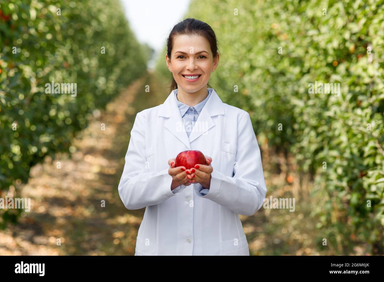 Organic gardening concept. Growing eco apples at orchard, industry, business and trade Stock Photo