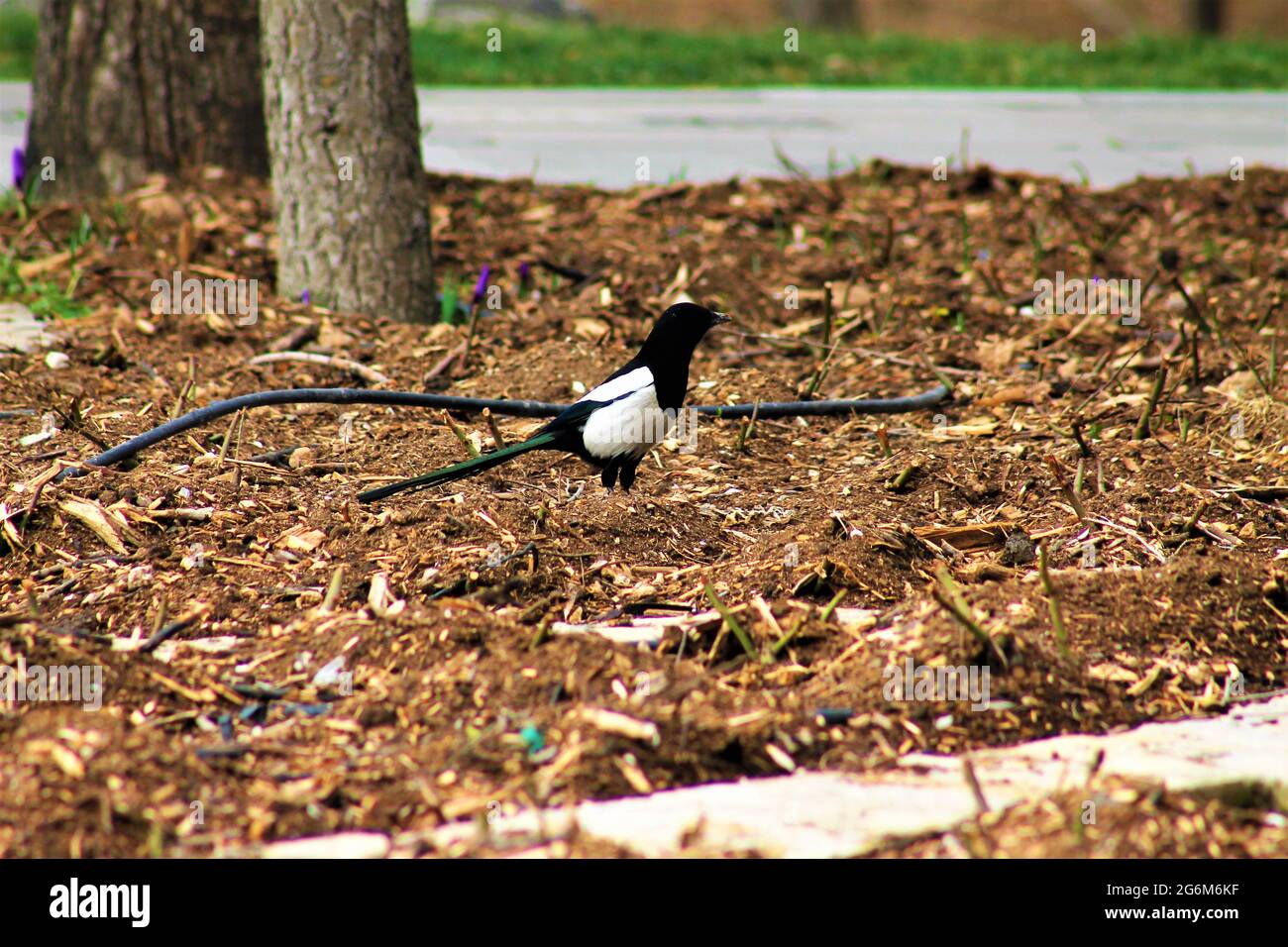 Saksa an Ku unun Portresi Stock Photo Alamy saksa-an-ku-unun-portresi-stock-photo-alamy
