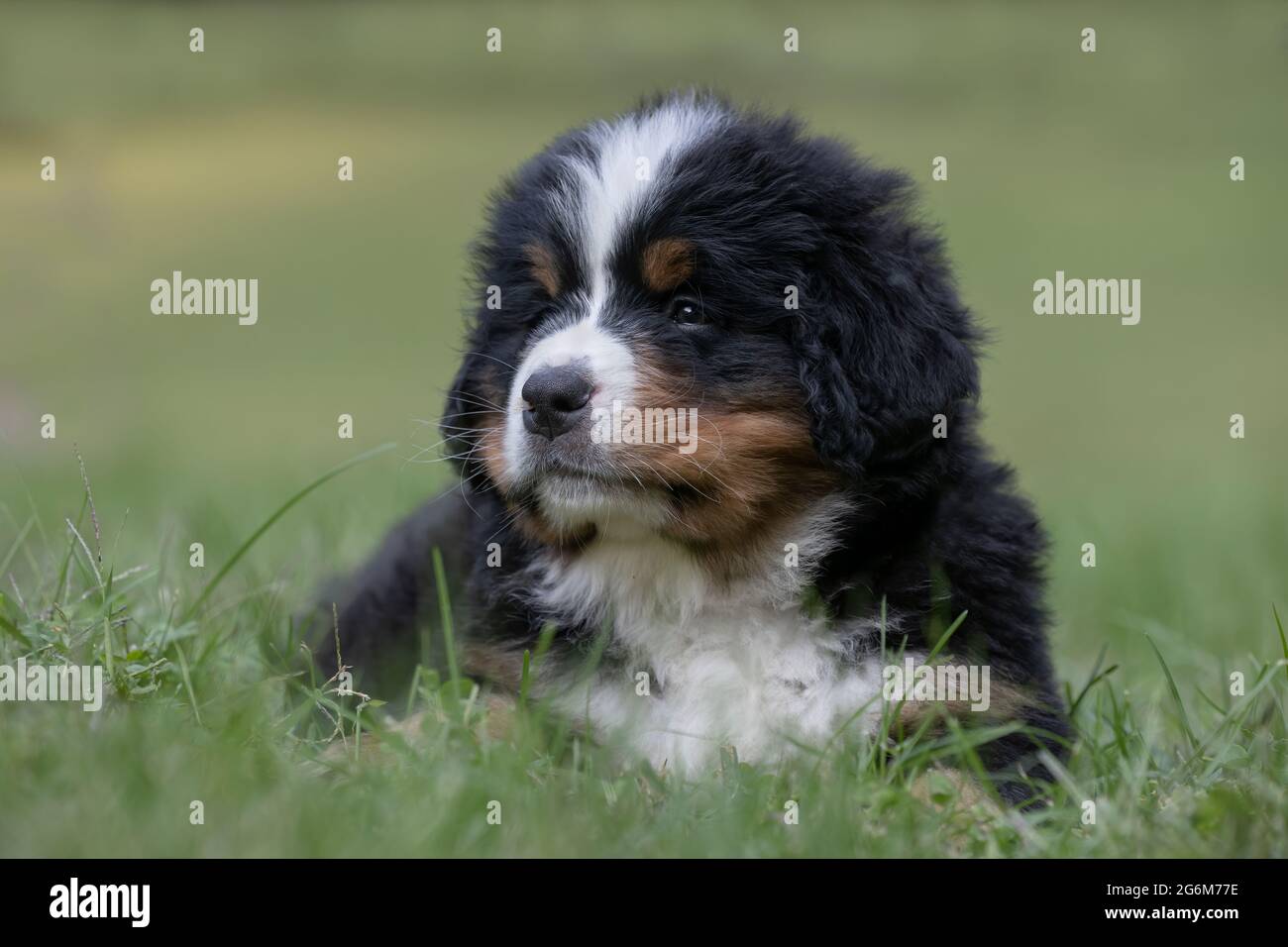 Bernese Mountain Dog. Seven week old puppy. Stock Photo