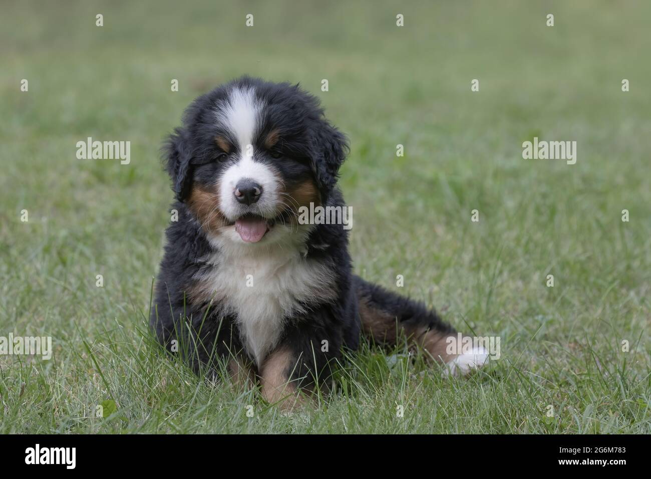 Bernese Mountain Dog. Seven week old puppy Stock Photo