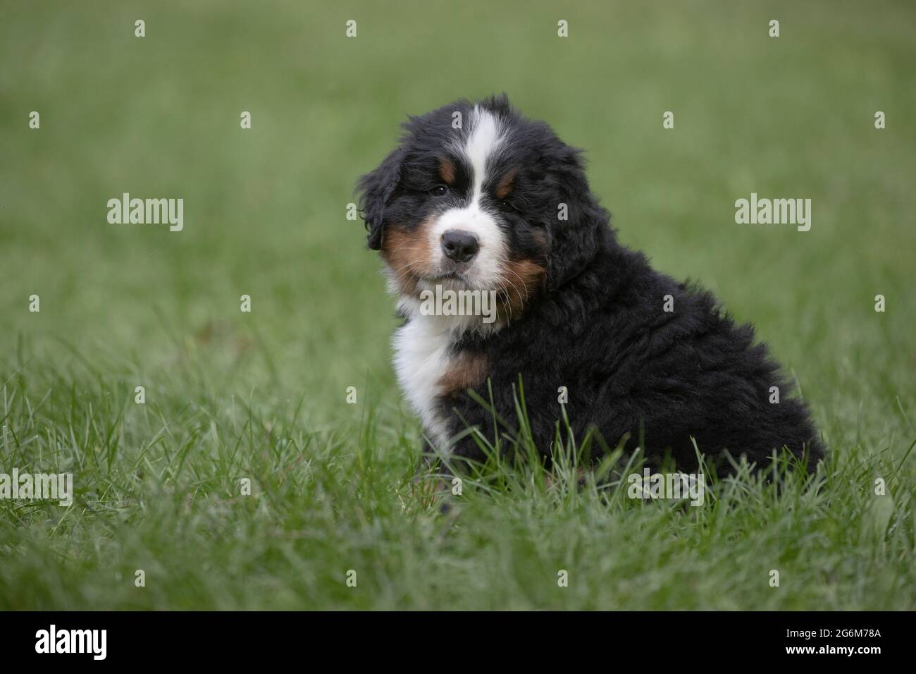 Bernese Mountain Dog. Seven week old puppy Stock Photo