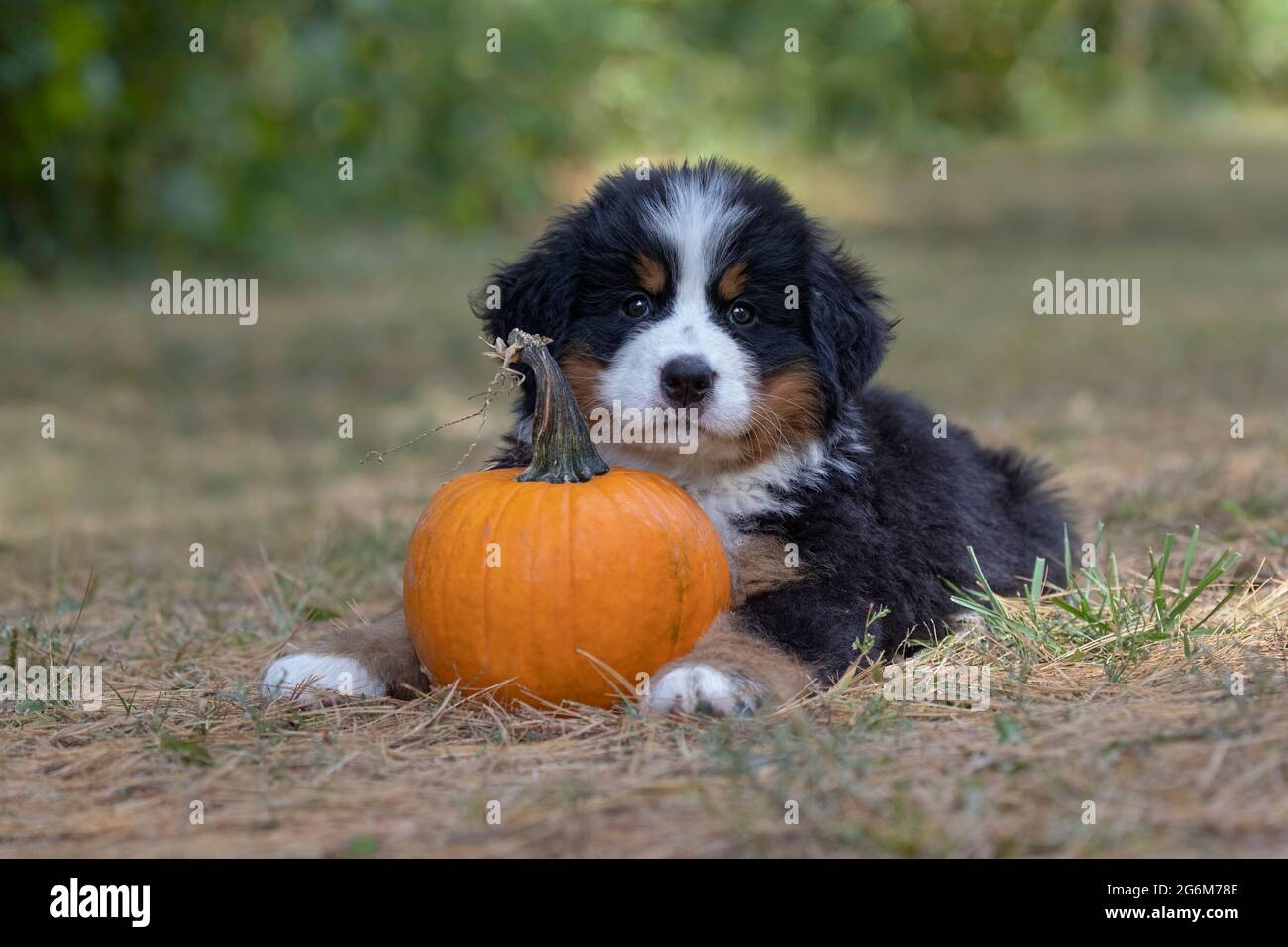 Bernese Mountain Dog. Puppy with a pumpkin Stock Photo