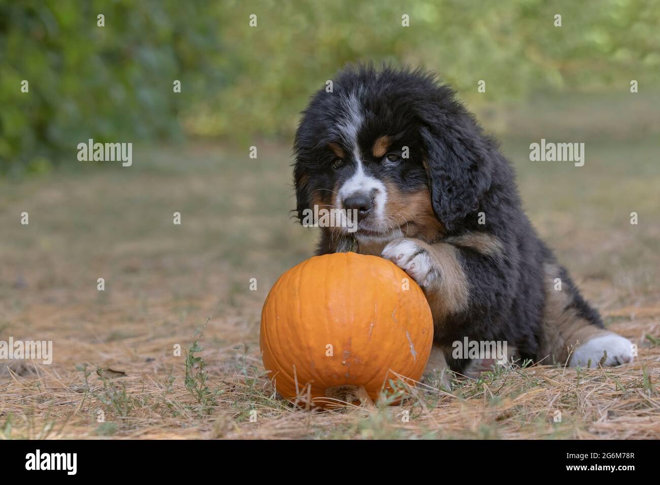 Bernese Mountain Dog, puppy Stock Photo
