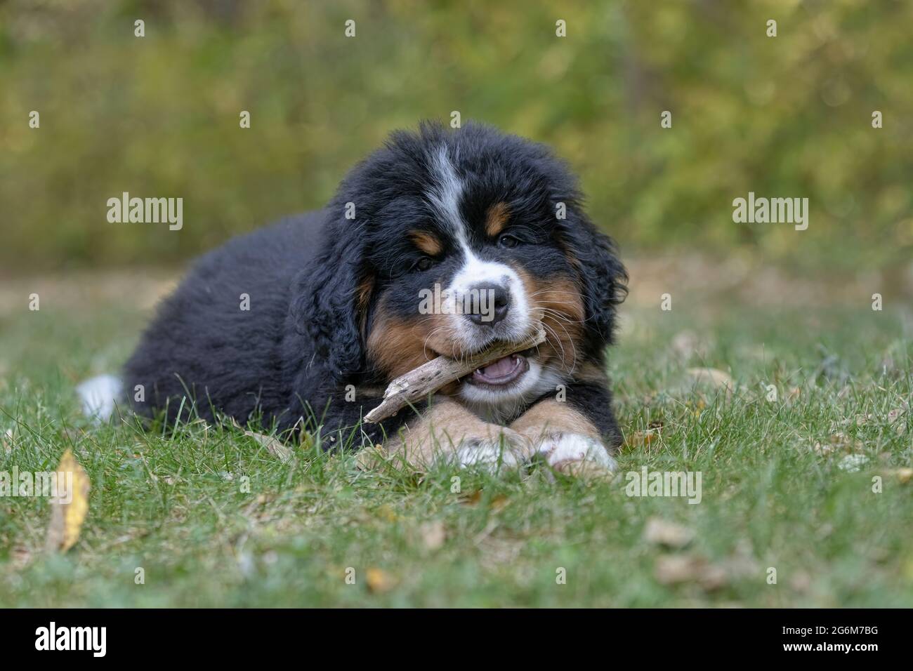 Bernese Mountain Dog puppy Stock Photo