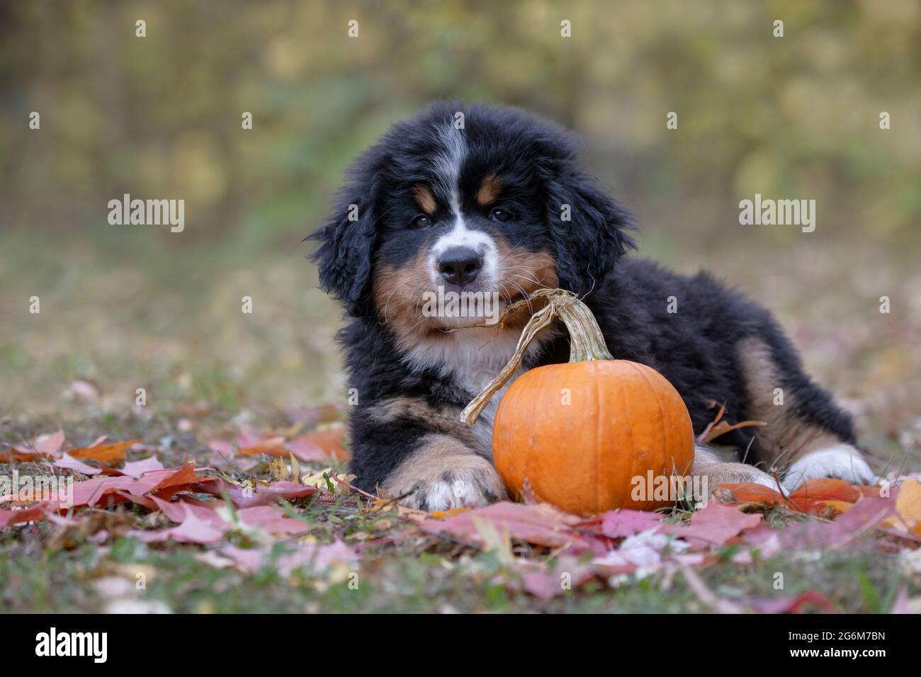 Bernese Mountain Dog puppy Stock Photo