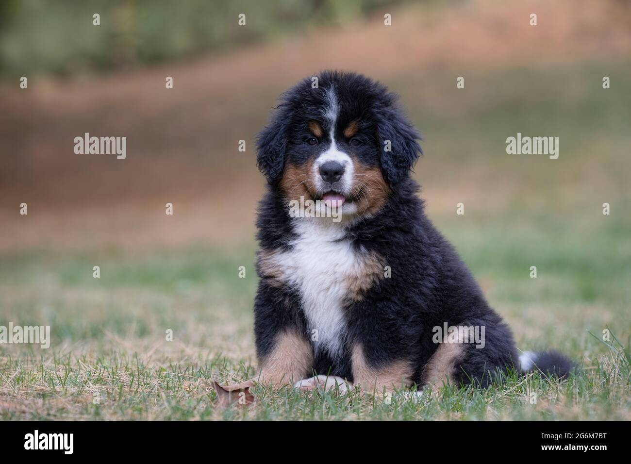 Bernese Mountain Dog puppy Stock Photo