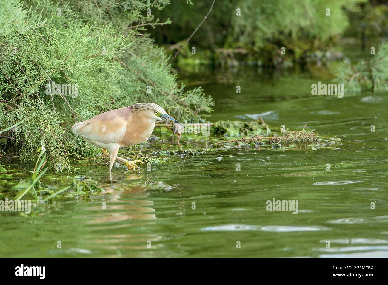 squacco heron (Ardeola ralloides). hunting with a prey frog in its bill. This small heron mainly feeds on insects, but also takes birds, fish and frog Stock Photo