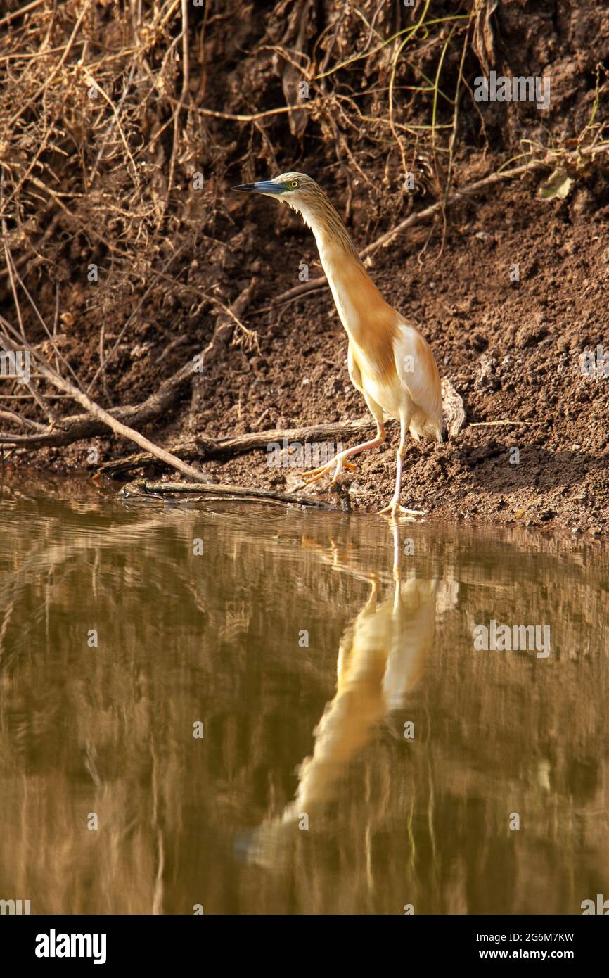 squacco heron (Ardeola ralloides). This small heron mainly feeds on insects, but also takes birds, fish and frogs. It is found in southern Europe, Wes Stock Photo