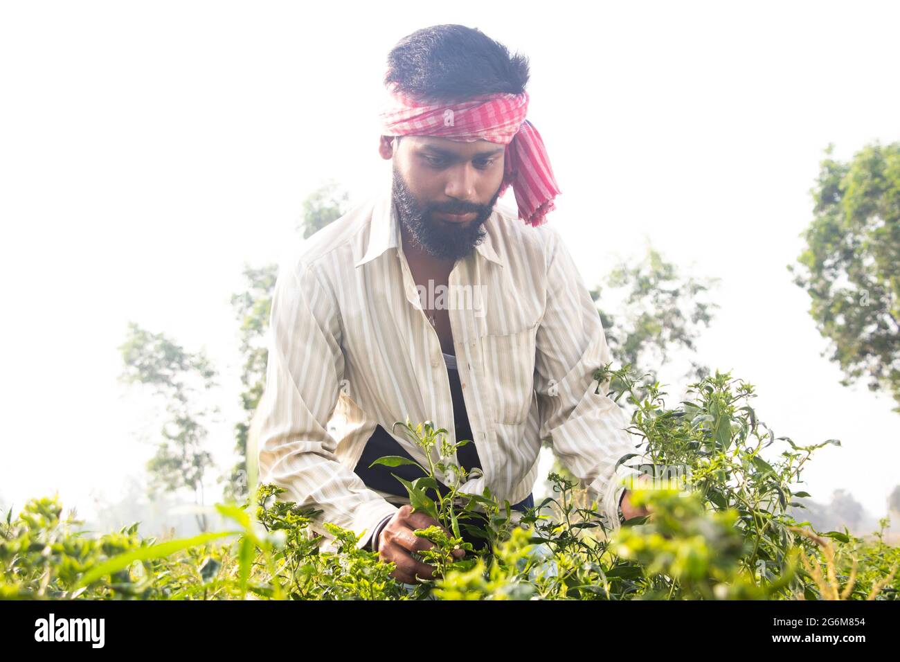 Indian farmer standing working in hi-res stock photography and images ...