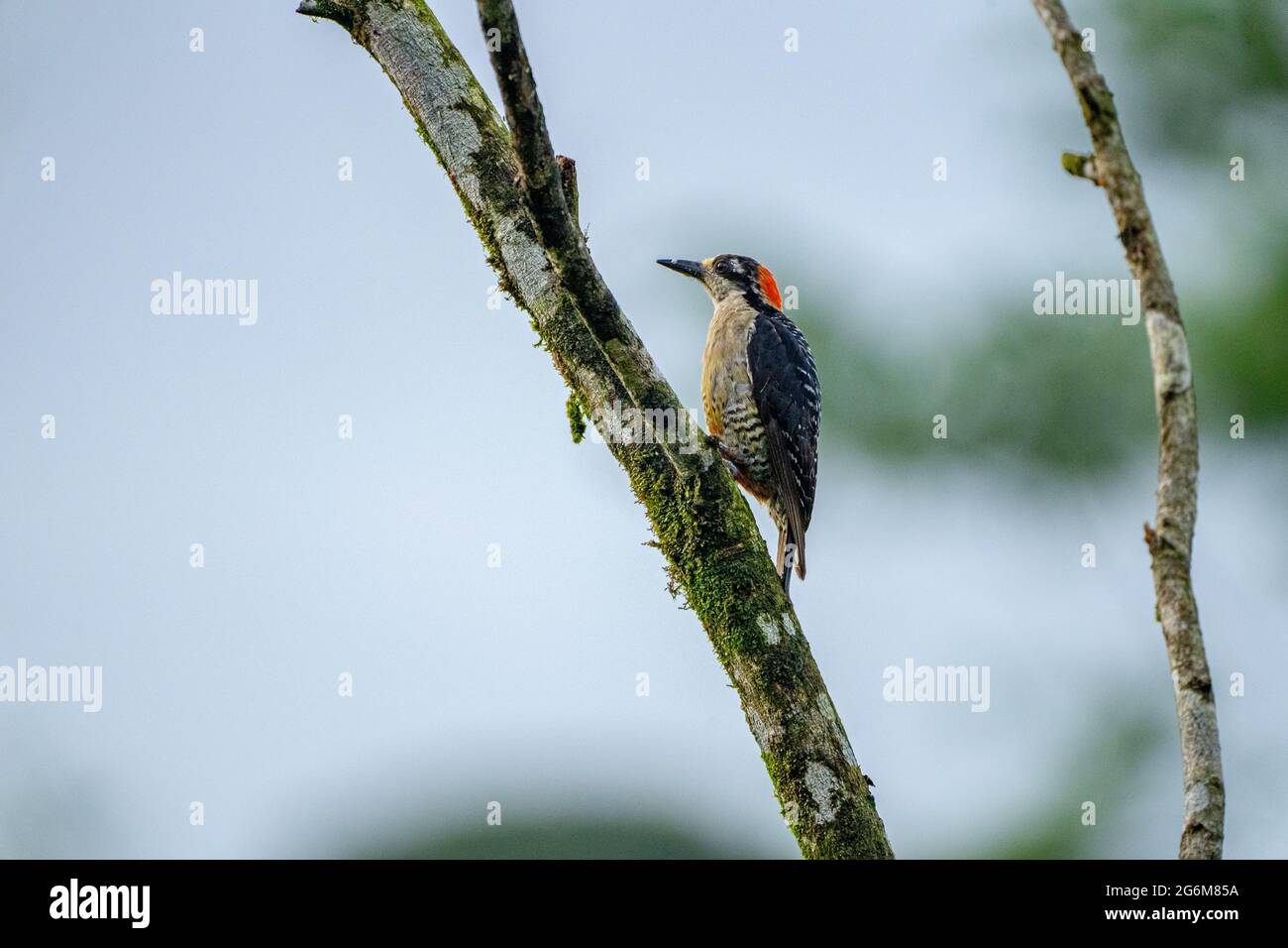 The black-cheeked woodpecker (Melanerpes pucherani) is a resident breeding bird from southeastern Mexico south to western Ecuador. This woodpecker occ Stock Photo