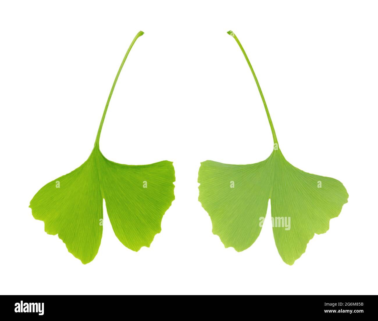 Ginkgo leaf, front and back view, close-up from above. Ginkgo biloba, gingko or maidenhair tree. The leaf is a symbol for Tokyo, the capital of Japan. Stock Photo