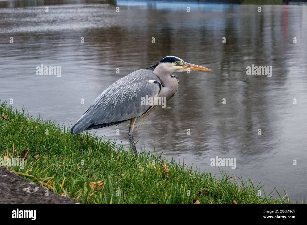 Close up of a heron standing on riverbank of the River Cam Cambridge England Stock Photo
