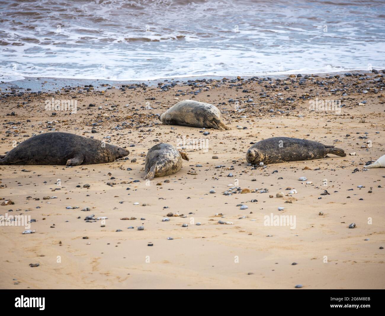 Seal in natural environment hires stock photography and images Alamy