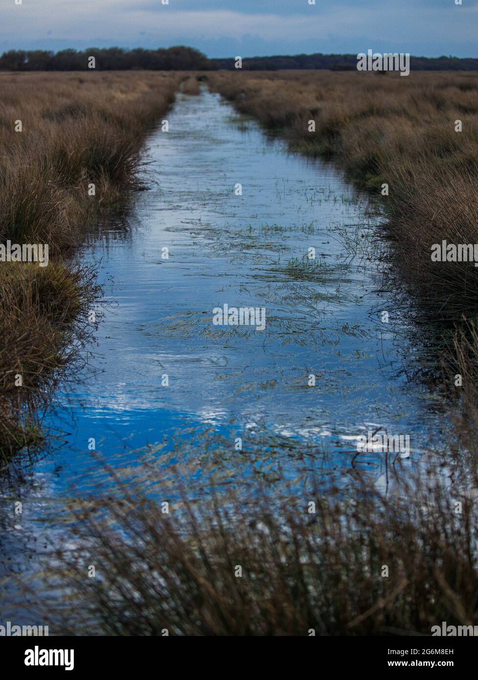 View of a straight drainage ditch on low lying farmland near Horsey on the Norfolk Broads Norfolk England Stock Photo