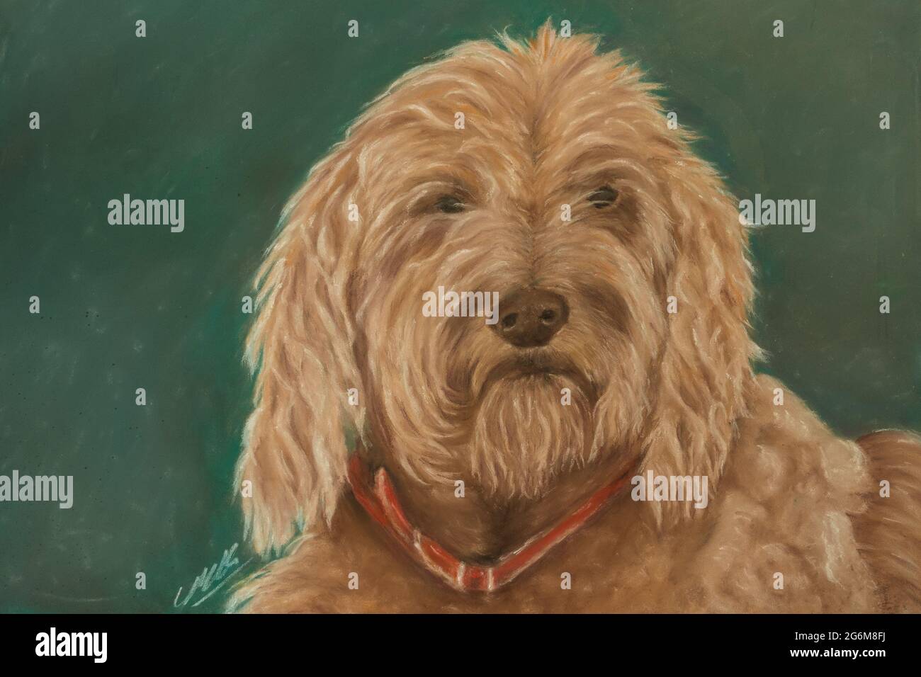 Pastel of a head of labradoodle by Lorna Markillie Stock Photo