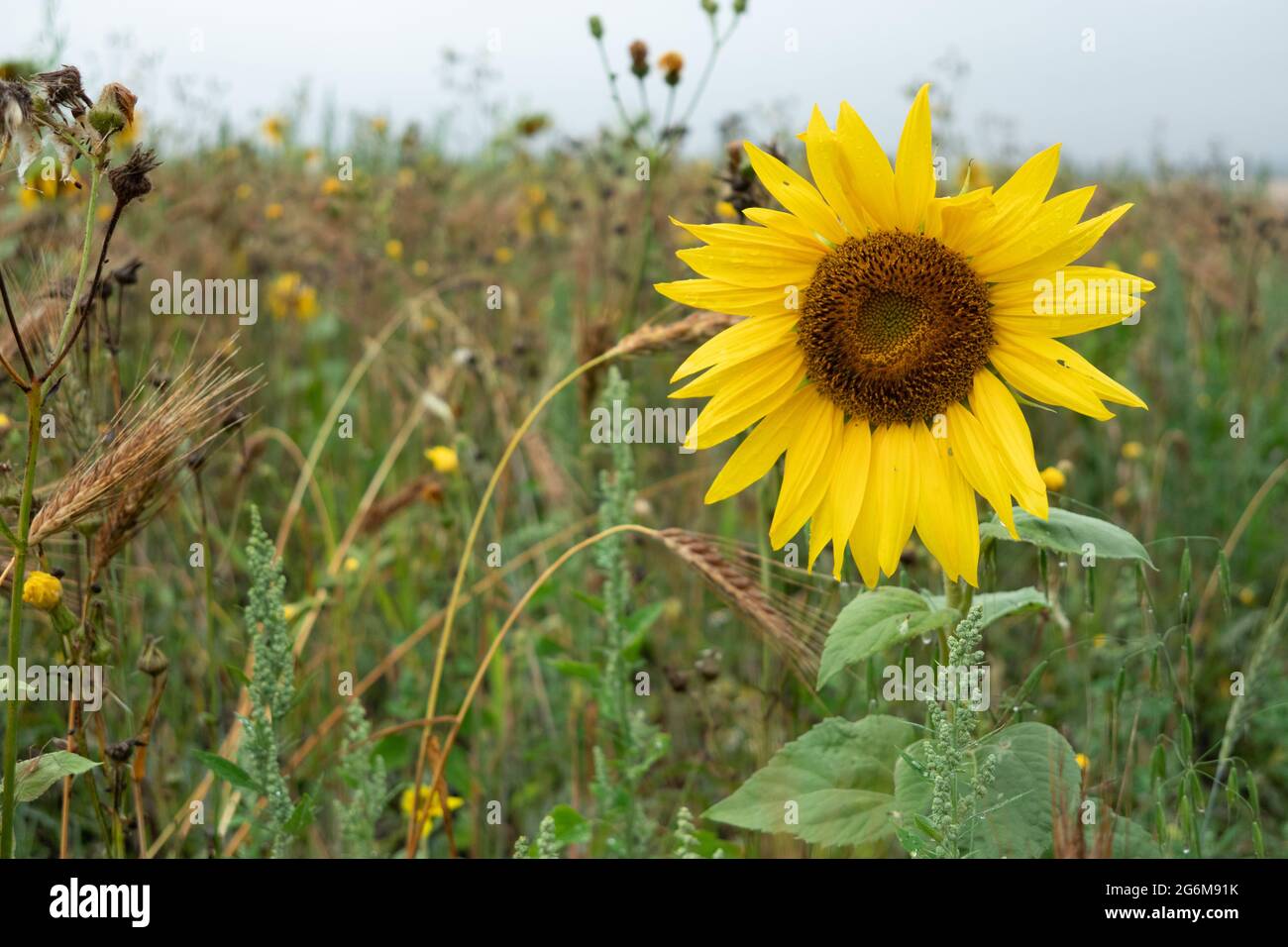 Close up of a single yellow sunflower erect in a field England Stock Photo