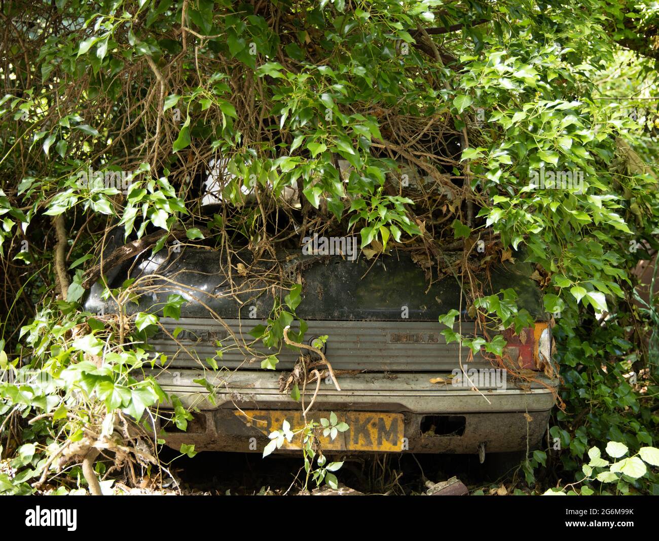 Abandoned overgrown Peugeot car covered by with trees and bushes England Stock Photo