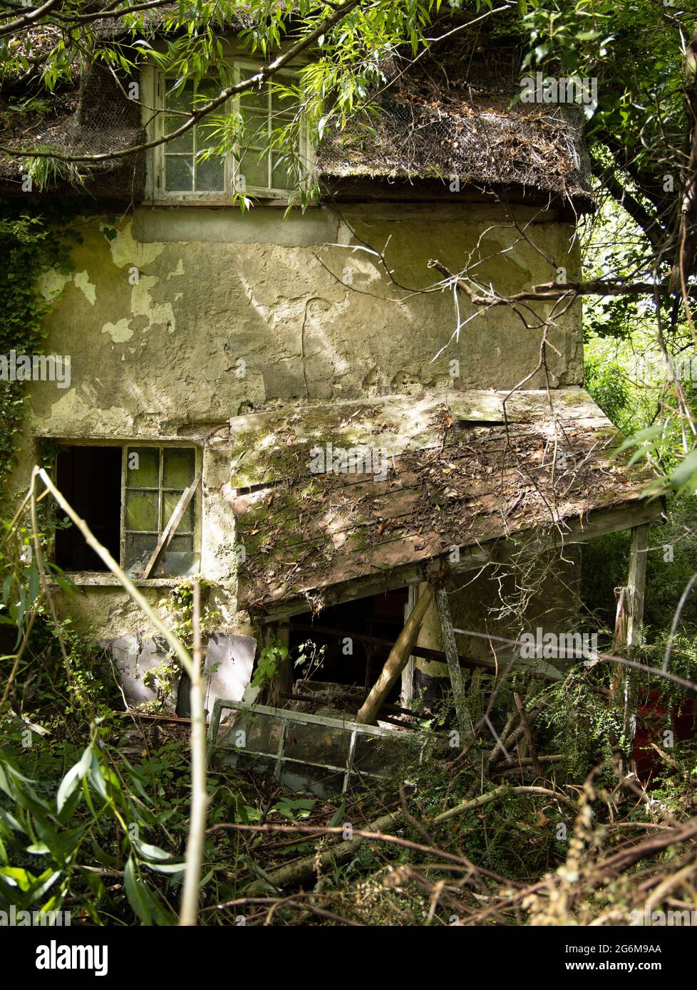 Ruins of an old thatched house overgrown in Back Lane Swingleton Green Monks Eleigh Suffolk Stock Photo