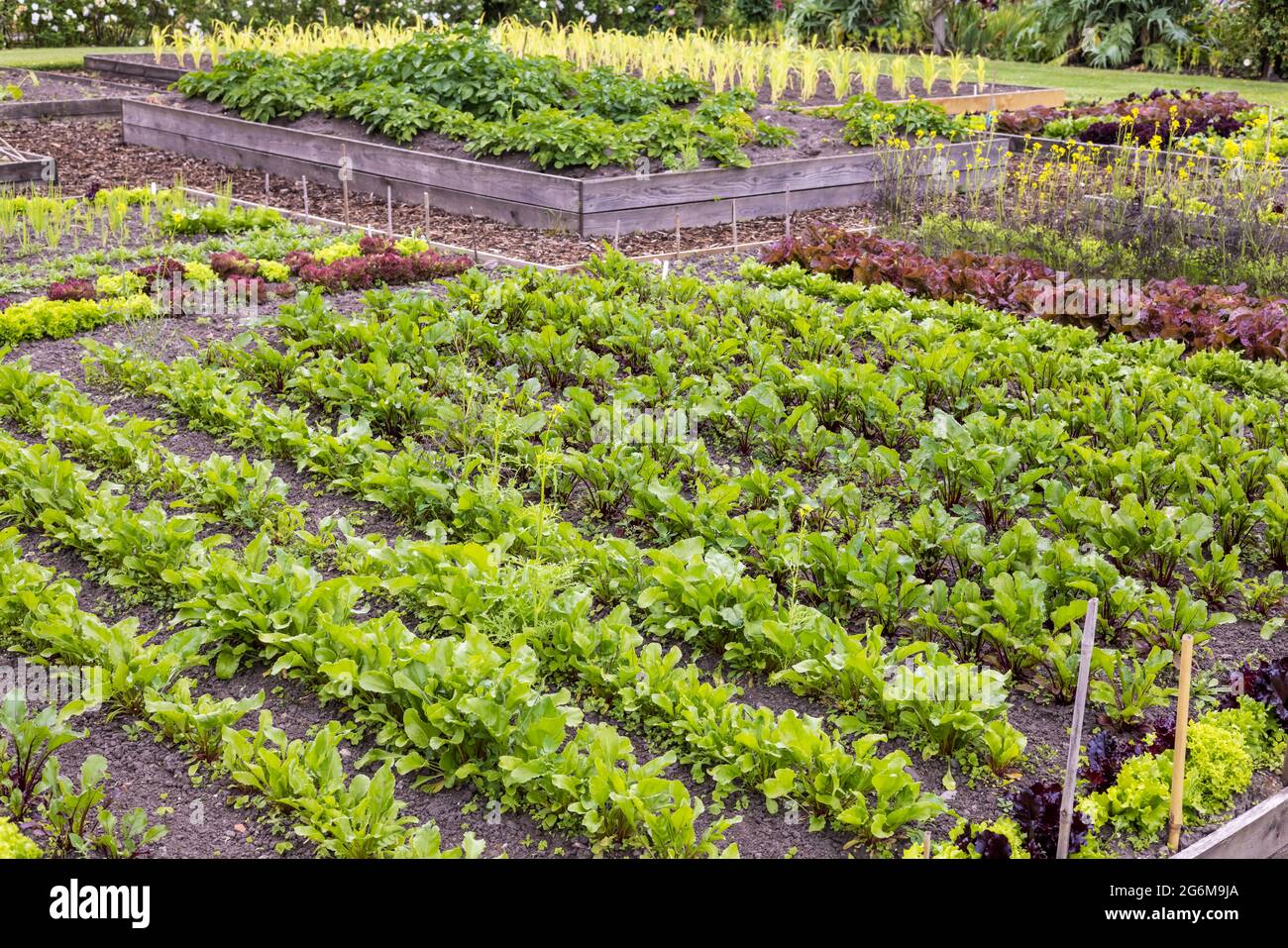 Potager garden with symmetrical garden beds growing rows of  vegetables with flowers, fruit and herbs intermingled. Stock Photo