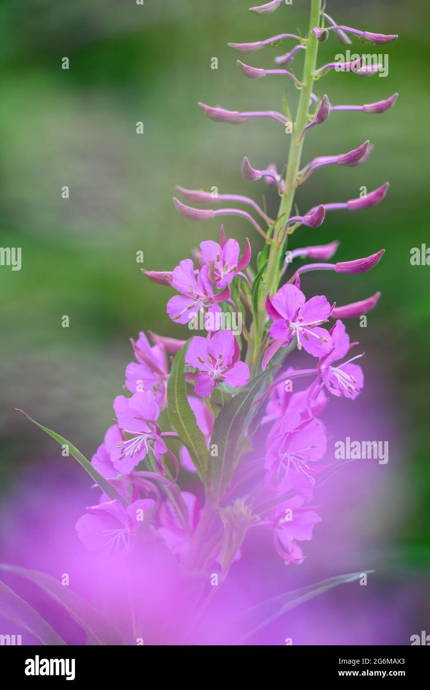 Beautiful Rosebay Willowherb (Chamerion angustifolium) in full flower