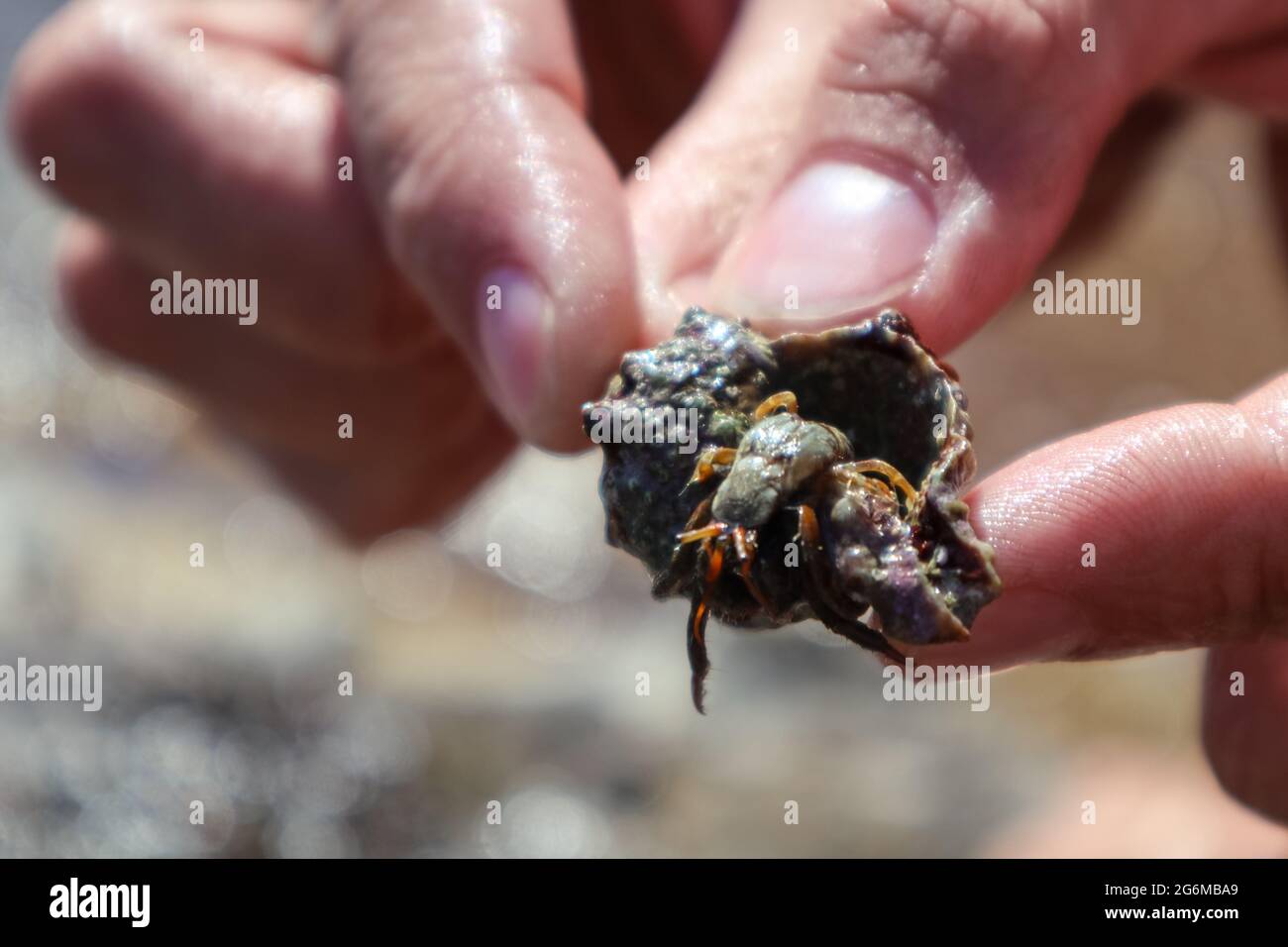 Hand holding hermit crab hidden in mollusc hard shell closeup on