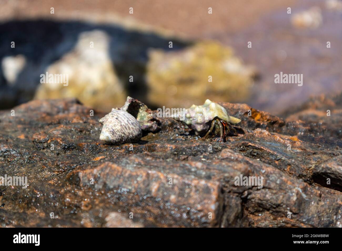 Hermit crabs hiding in mollusc hard shells close-up on rock surface under Mediterranean summer sun on sea shore. Marine wild life Stock Photo