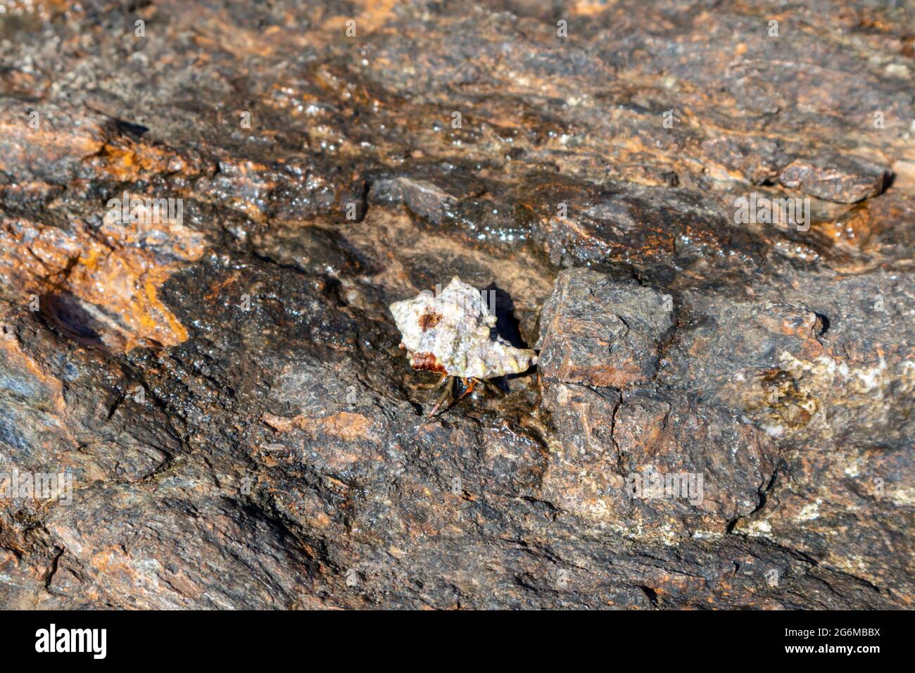 Crab underwater rock hiding hi-res stock photography and images - Alamy
