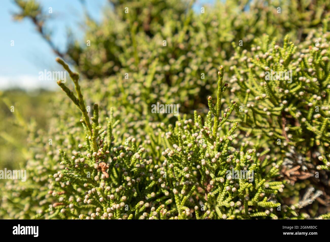 Green Juniperus excelsa, the Greek juniper evergreen tree branch fur vibrant close-up with blur on blue sunny day, Mediterranean sea, Greece Stock Photo