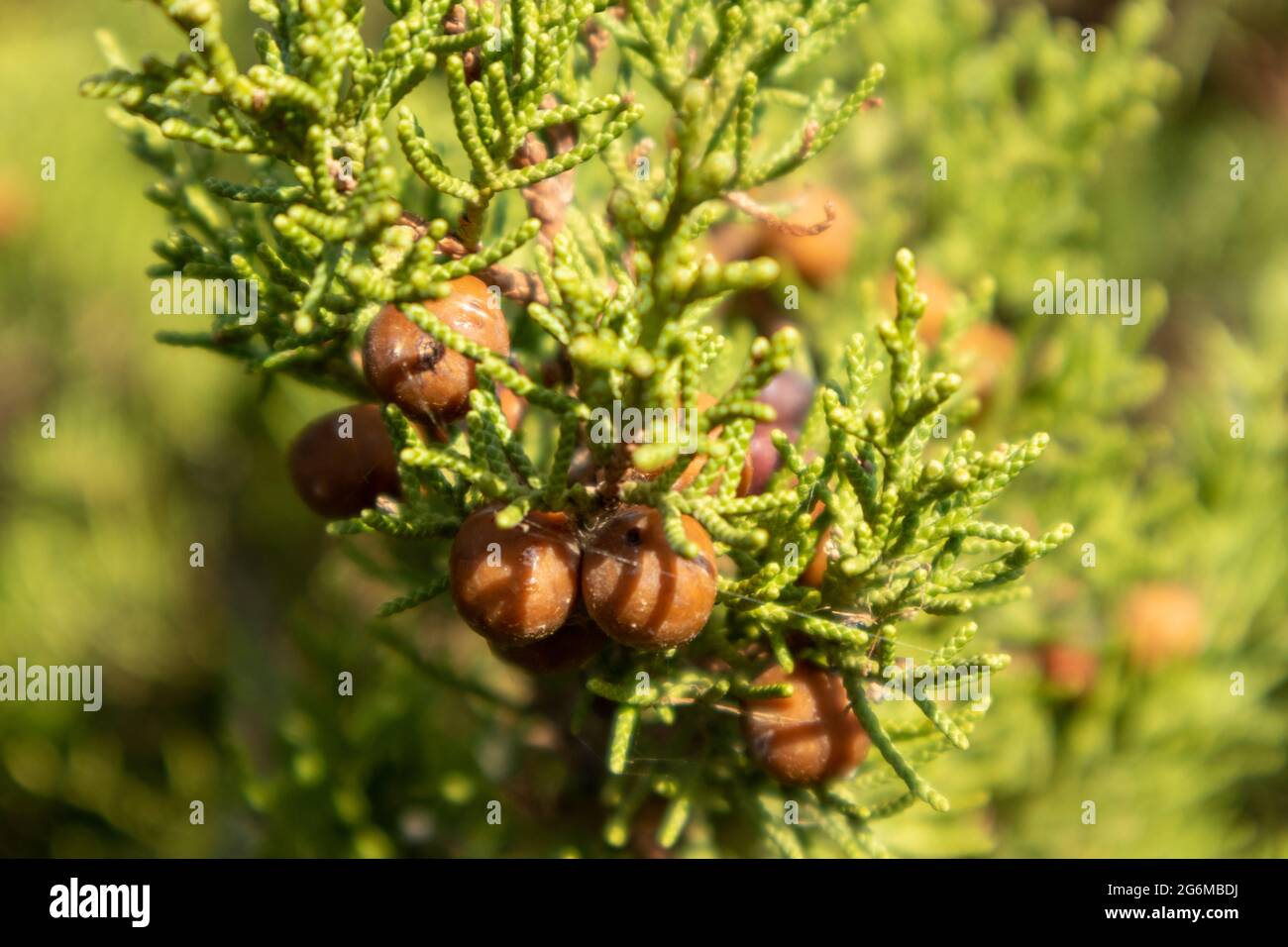 Green Juniperus excelsa with dry berries, the Greek juniper evergreen tree branch fur vibrant close-up with blur, Mediterranean sea, Greece Stock Photo