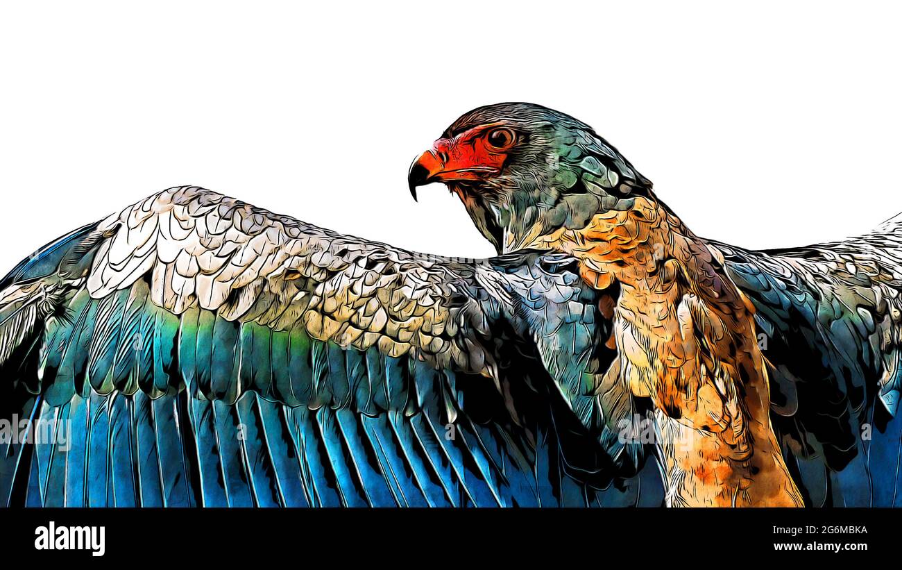 Comic book style digital painting portrait of a bateleur eagle with spread wings isolated on white with room for text Stock Photo