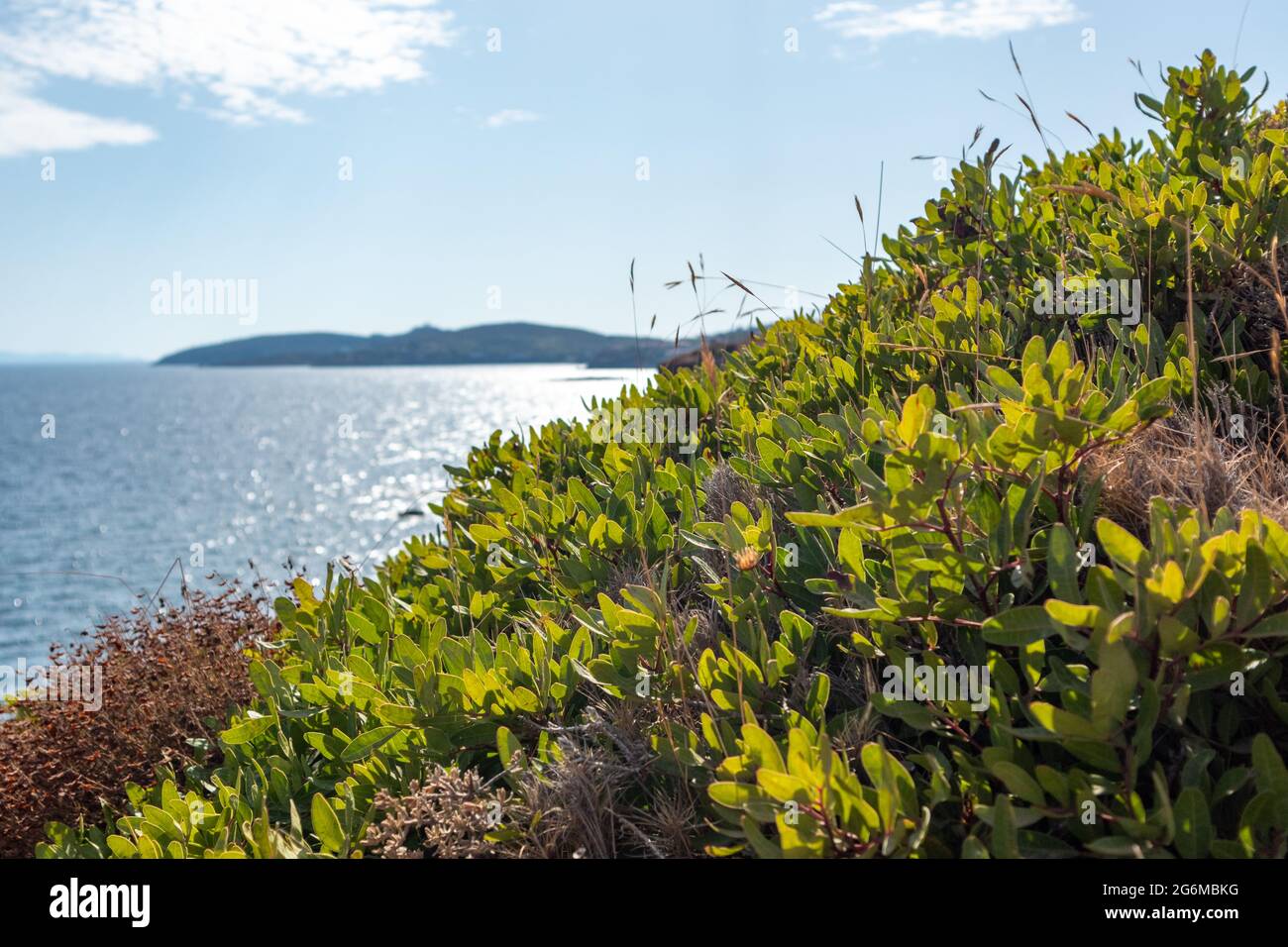Wilderness green bush close-up on sunny sea shore on a bright clear blue day in Greece. Greenery grass variety, wild natural south botany Stock Photo