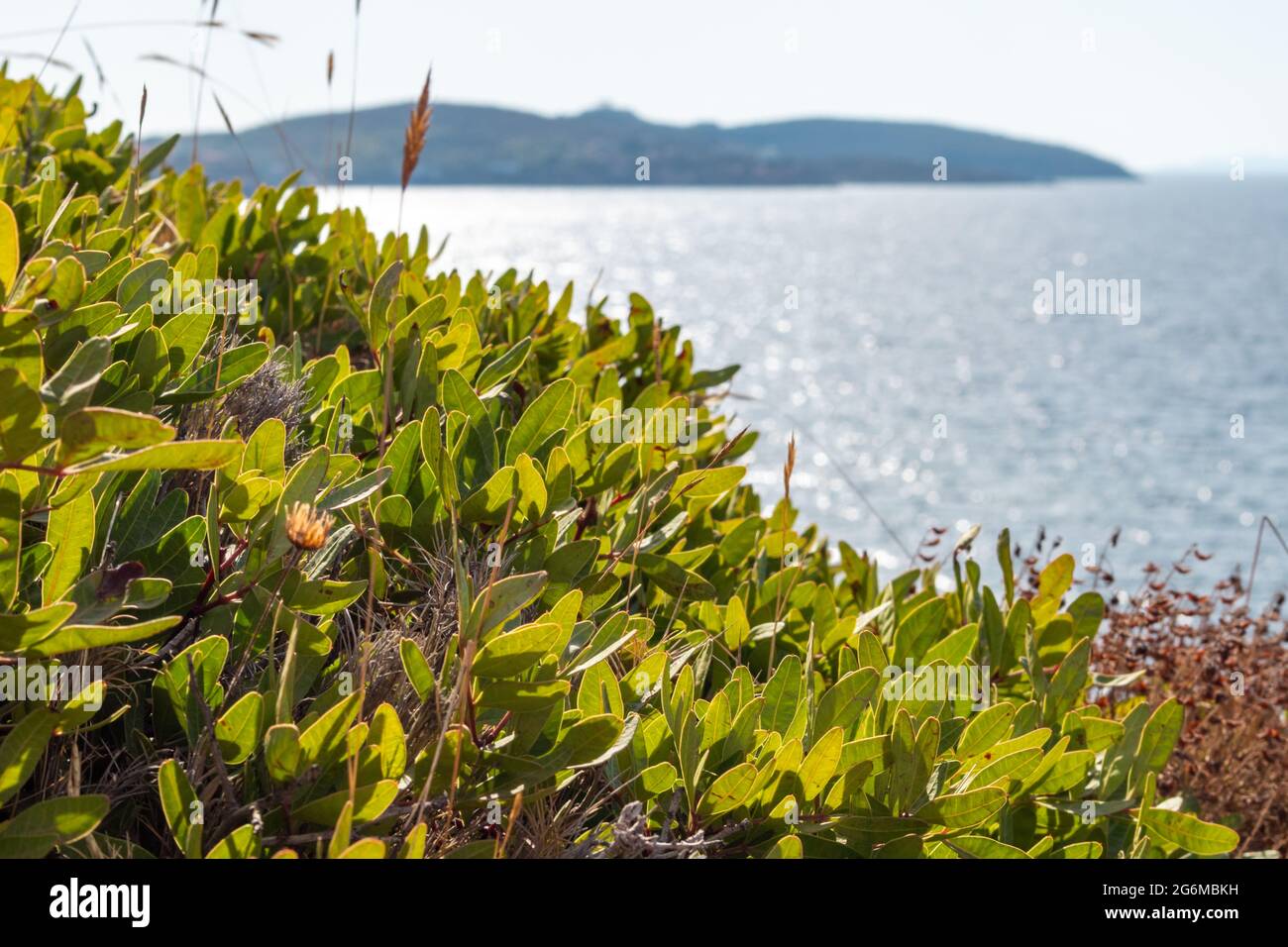 Wilderness green bush close-up on sunny sea shore on a bright clear blue day in Greece. Greenery grass variety, wild natural south botany Stock Photo