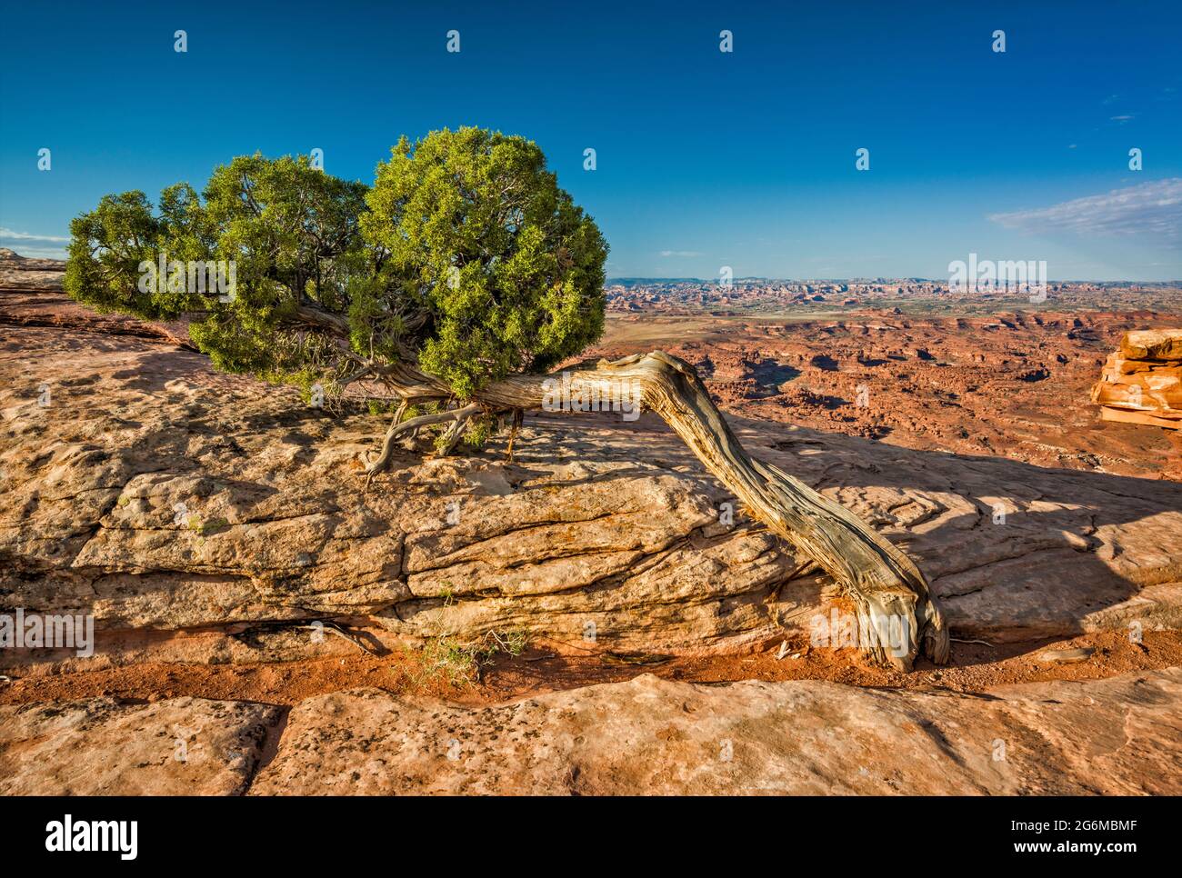 Utah Juniper tree, view of Needles District, Canyonlands National Park area, sunrise, from Needles Overlook in Bears Ears National Monument, Utah, USA Stock Photo