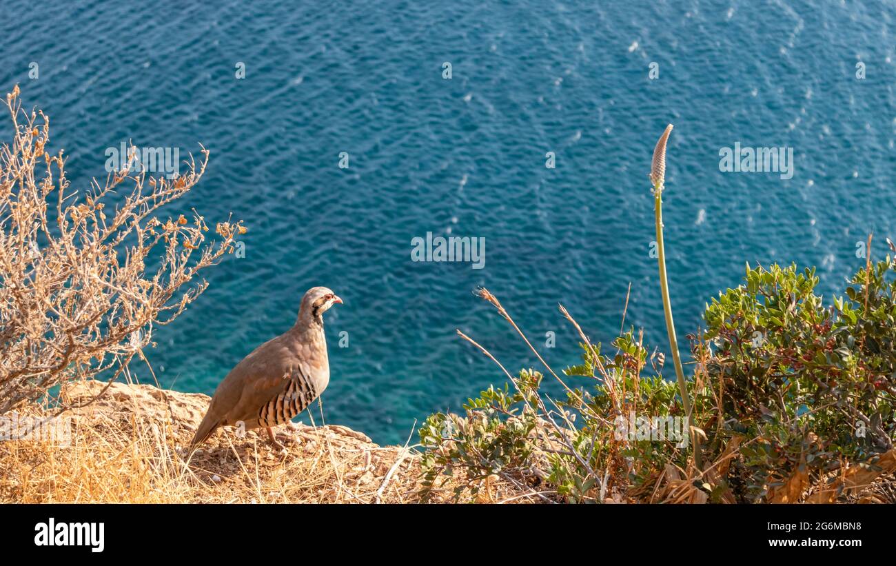 The rock partridge (Alectoris graeca), pheasant family. Birds watching on rocky edge of Mediterranean blue sea coast, Cape Sounion, Attica, Greece Stock Photo