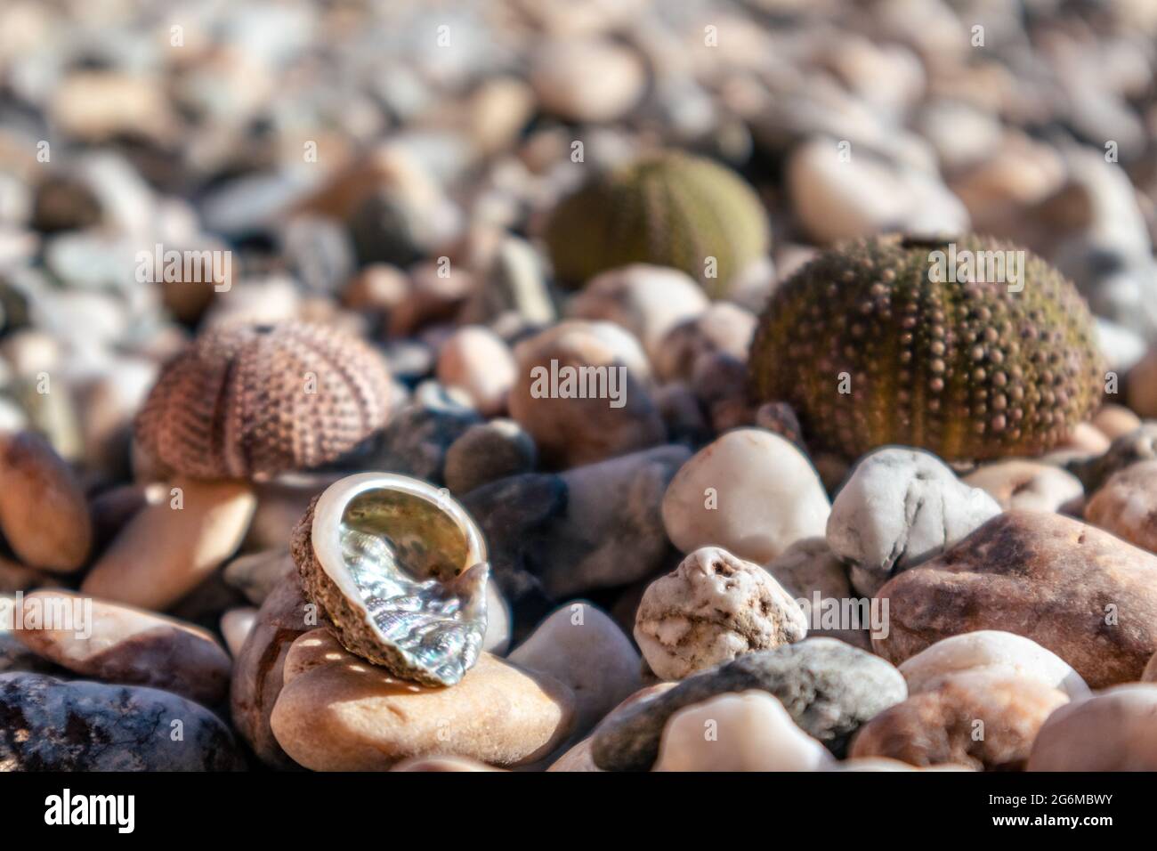 Shining perlamuter beautiful shell and sea urchin shells (skeletons ...