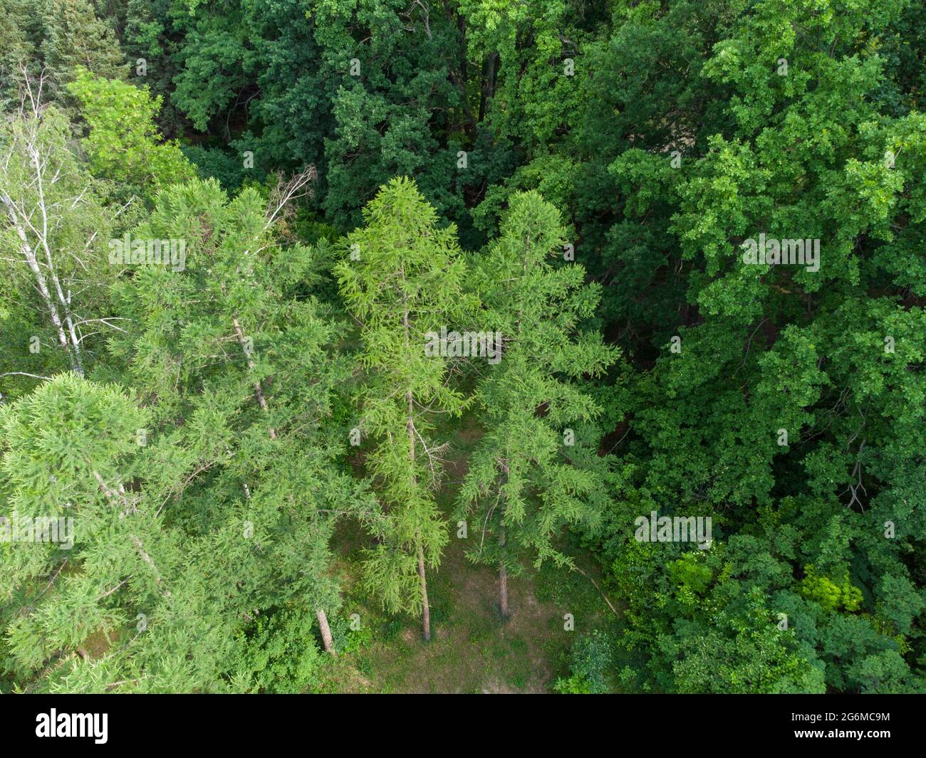 Spruce green young fur trees high up in forest, aerial view from drone. Evergreen pine trees summer nature Stock Photo
