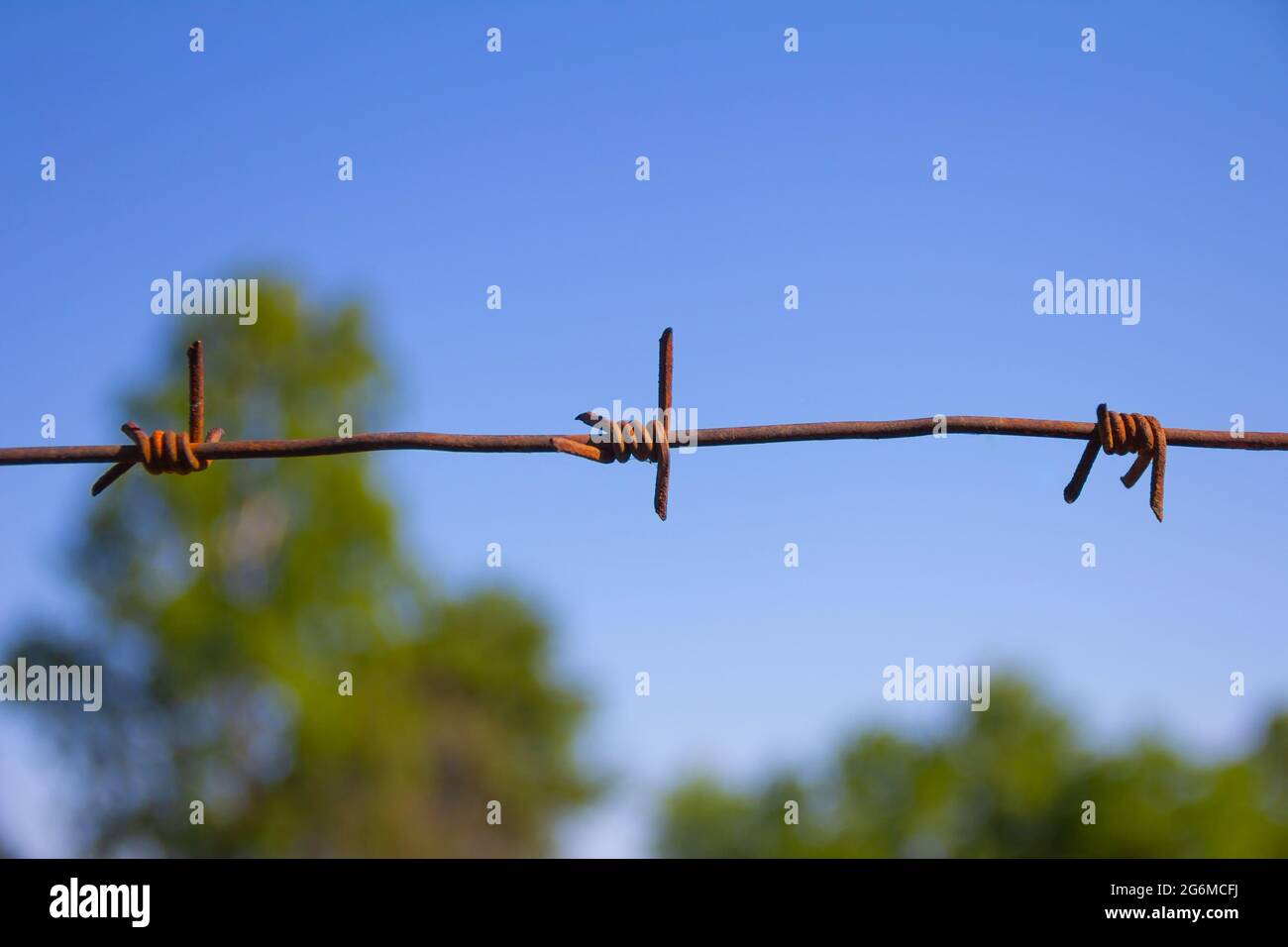Barbed wire on blue sky background. Close up.  Stock Photo