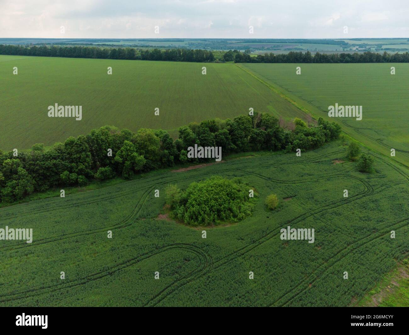 Aerial view on green fields with young wheat harvest. Fly above scenic summer in rural agriculture area. Drone view Stock Photo