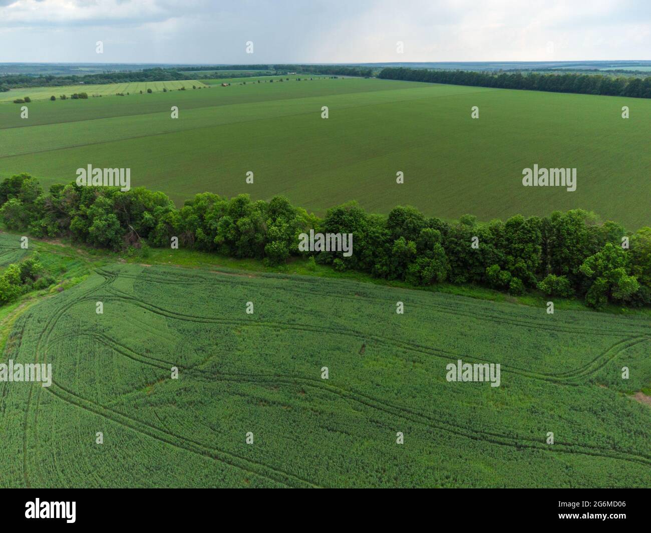 Aerial view on green fields with young wheat harvest. Fly above scenic summer landscape in rural agriculture area. Drone view Stock Photo