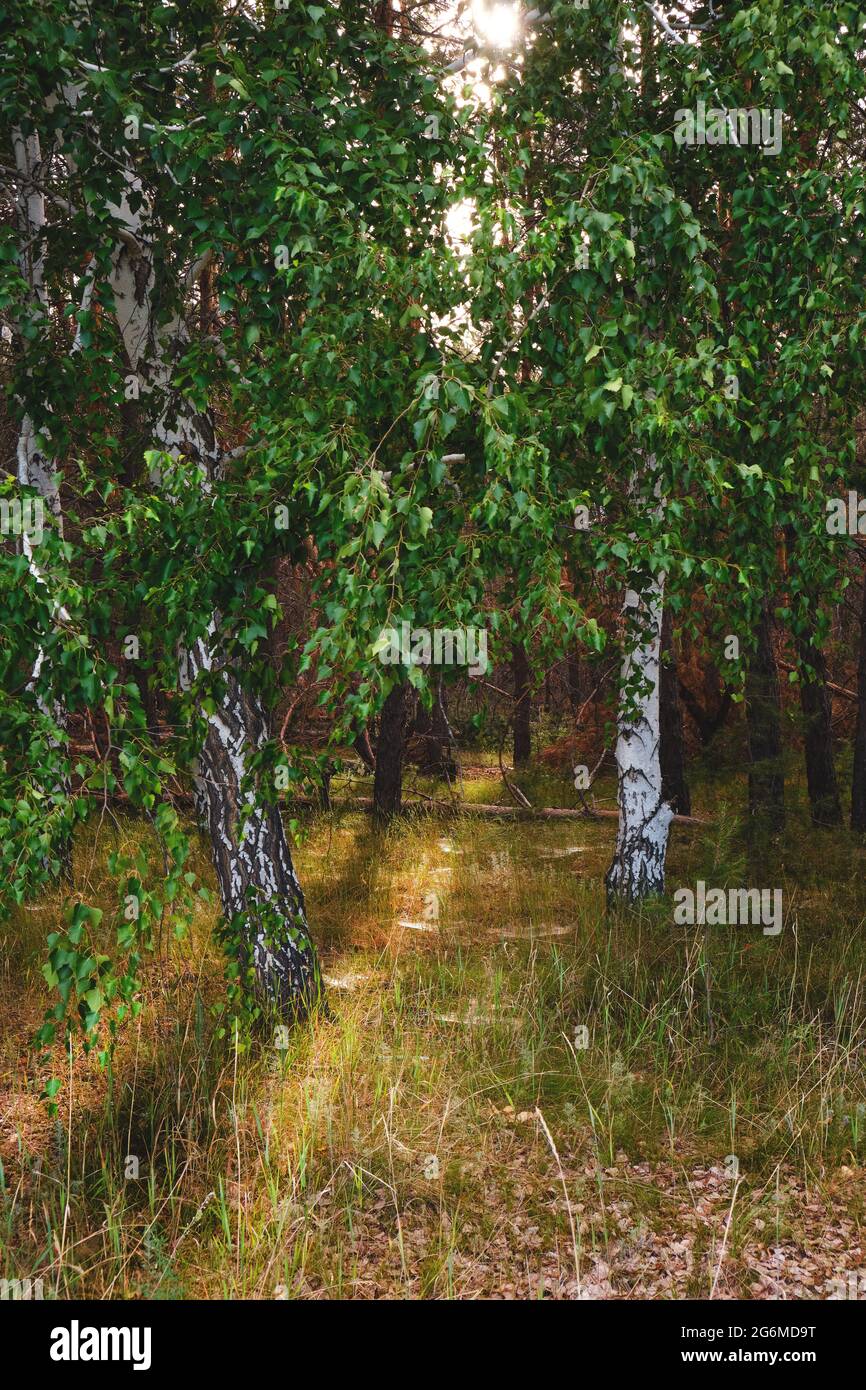 Two birch trees in a pine forest, sunlight through branches Stock Photo