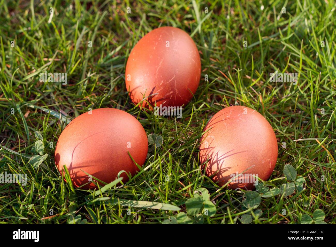 Easter eggs, three dyed chicken eggs in the grass Stock Photo