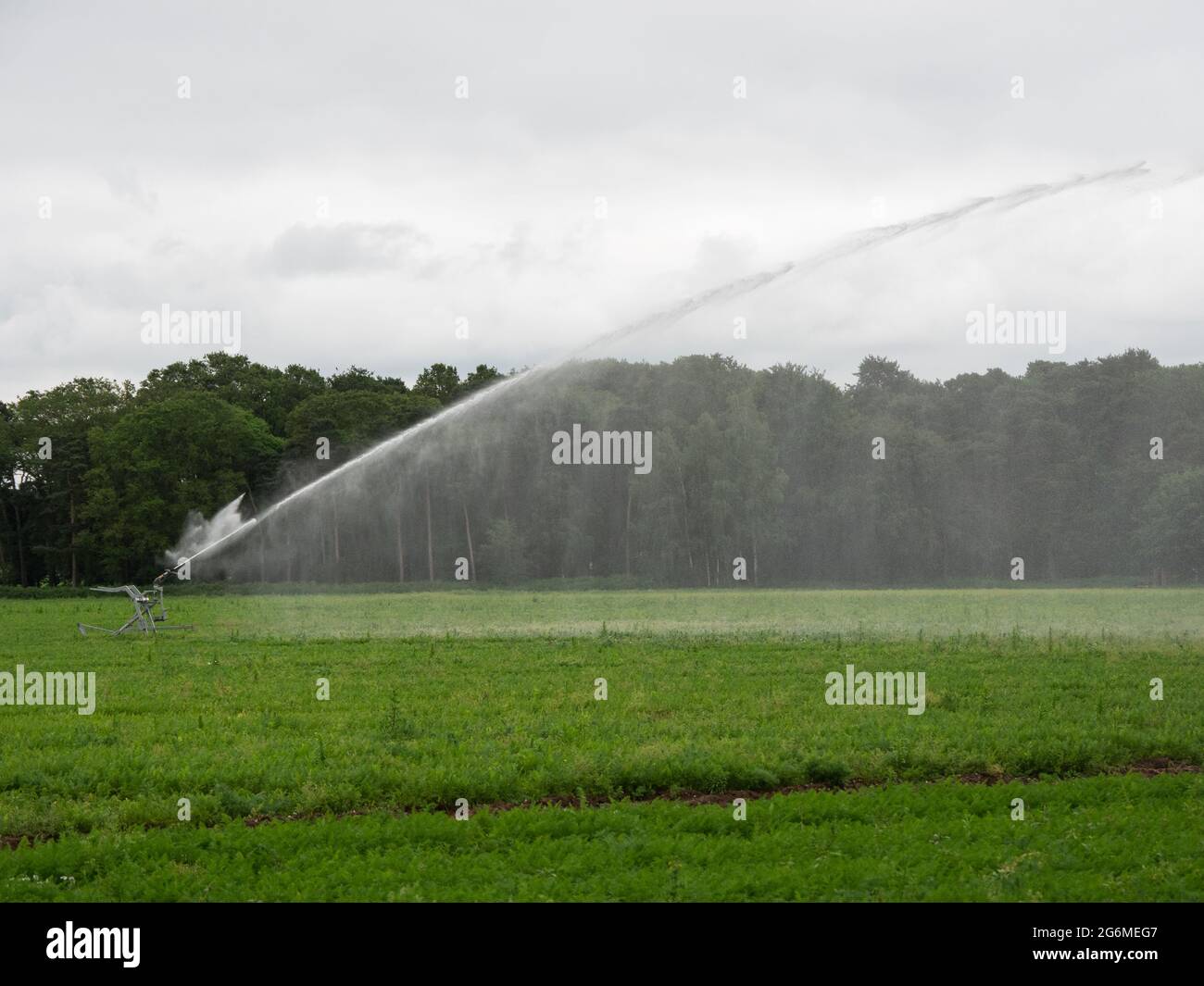 Agricultural irrigation system on vegetable crops Stock Photo