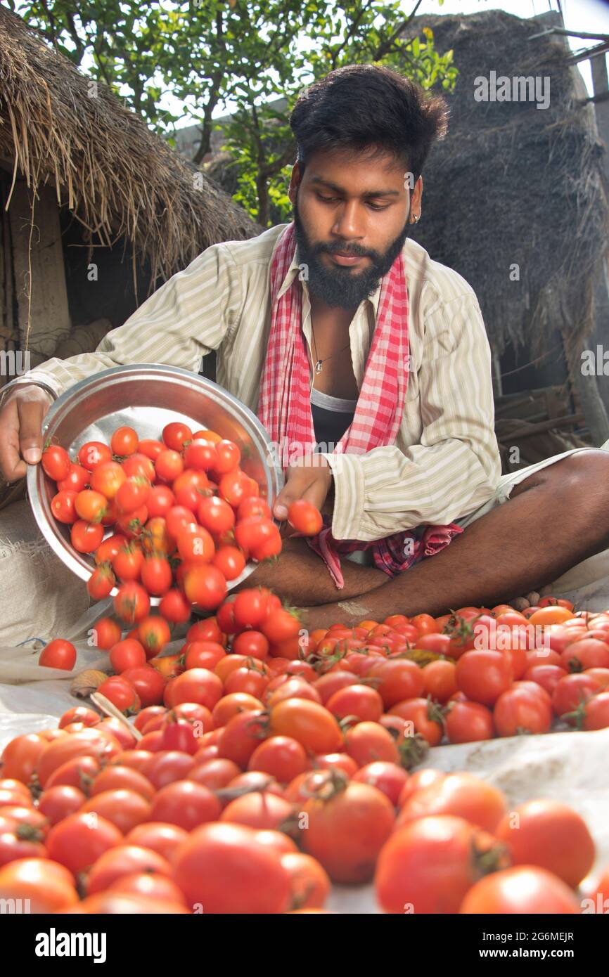 Indian Young Farmer harvesting Tomatoes Stock Photo Alamy