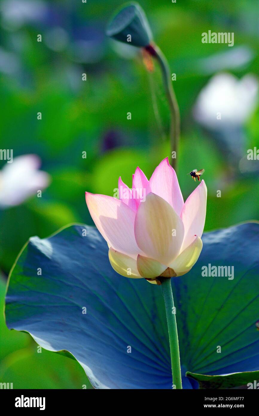 A close up of a Lotus flower Stock Photo - Alamy A close up of a Lotus flower Stock Photo - Alamy