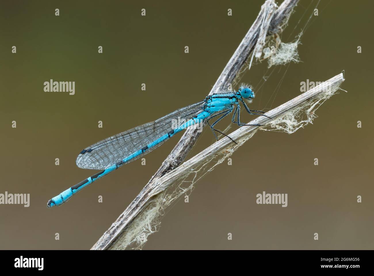 White legged damselfly male, sitting motionless on dry grass with ...