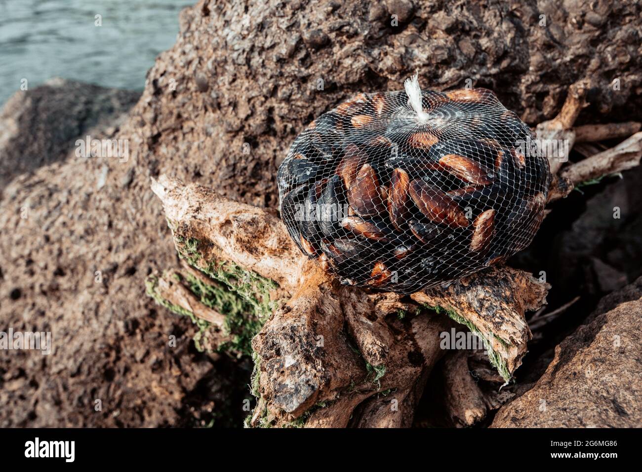 Mussel and oyster farm. nylon net with black mussels. Stock Photo