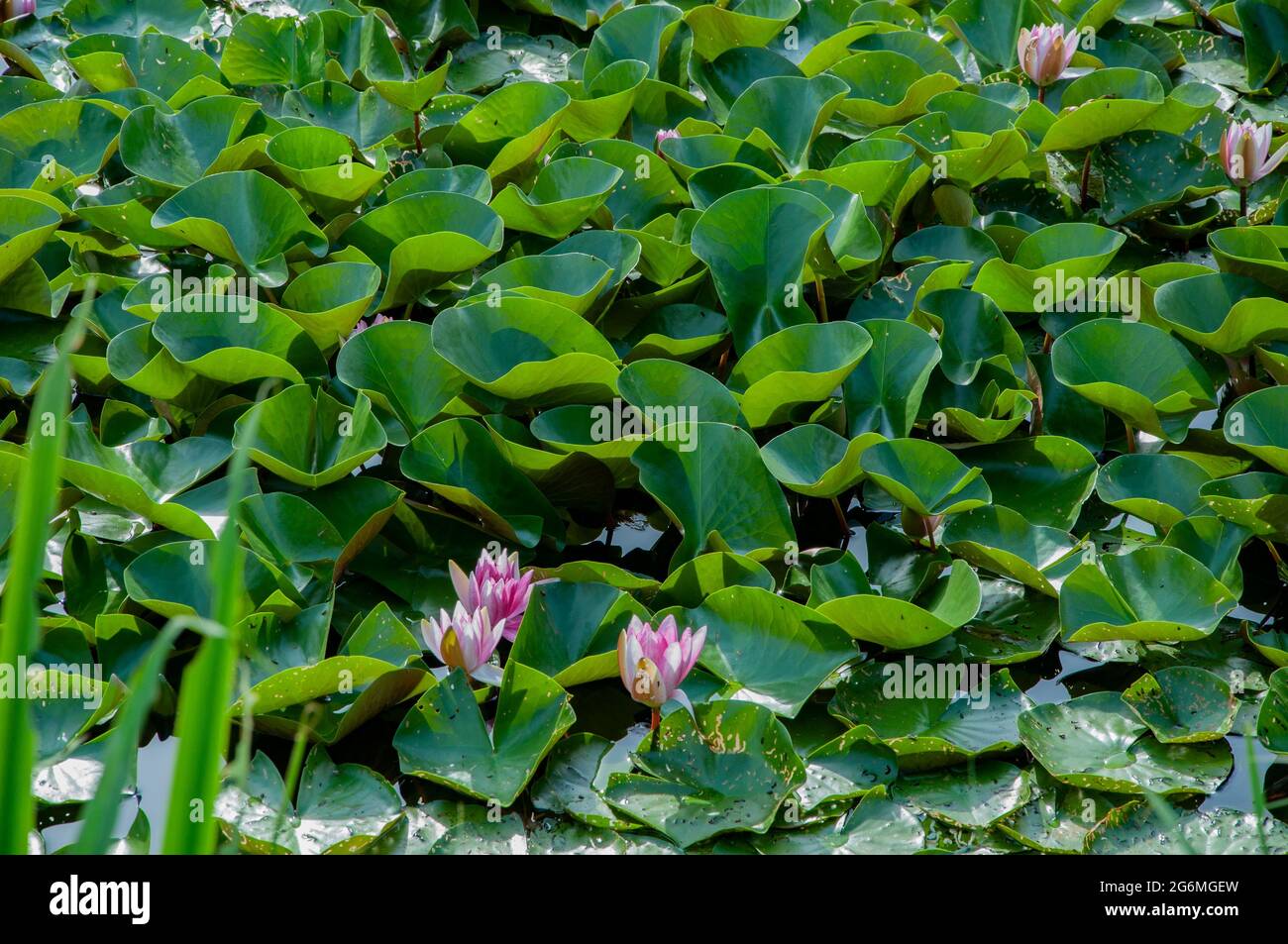 VERSMOLD, GERMANY. JUNE 20, 2021. Campingpark Sonnensee Water lilies in the water Stock Photo