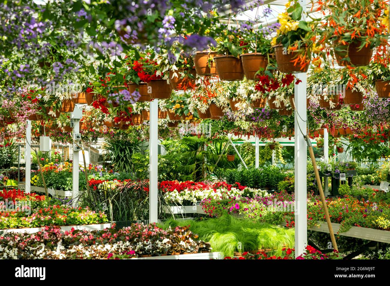 garden center greenhouse with colorful flowers and ornamental plants for sale Stock Photo