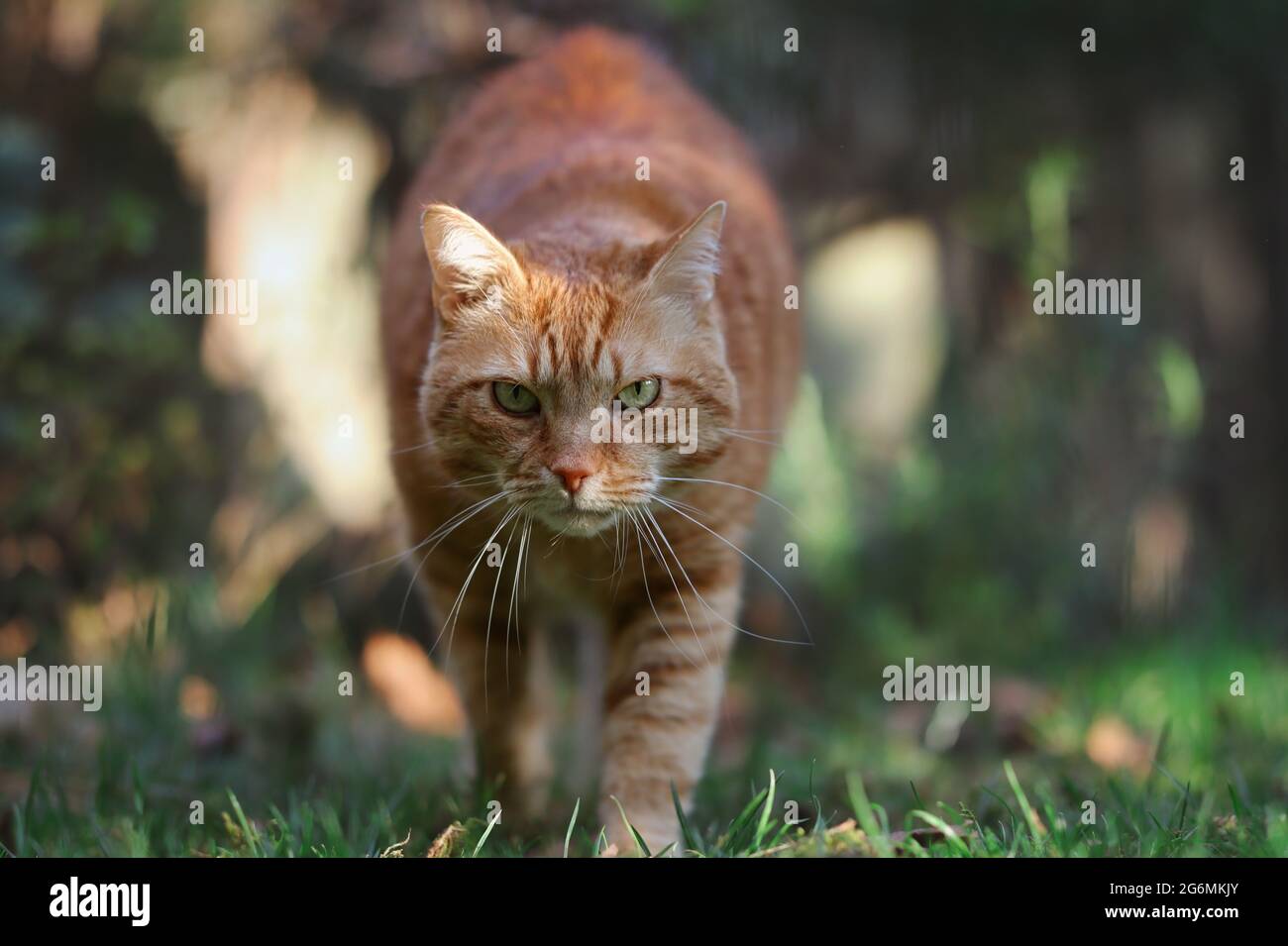 Ginger Tabby Cat Walks Towards Camera in the Garden. Orange Cat with Serious Look Outside. Stock Photo