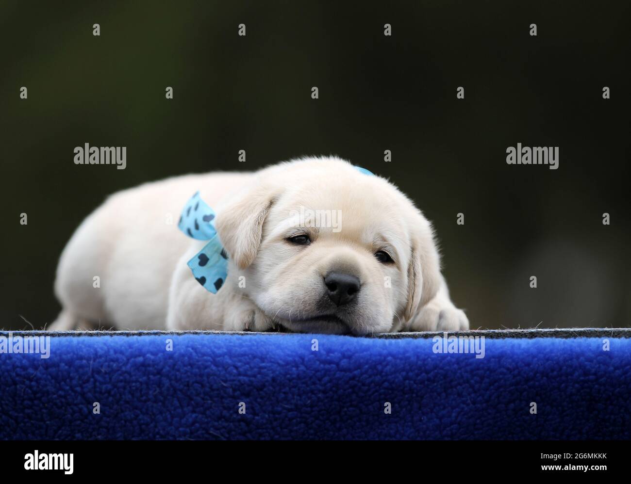 a yellow labrador puppy on the blue background Stock Photo - Alamy